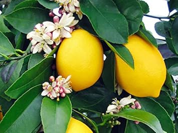 Eureka Lemon Citrus Seeds for Planting - High-Yielding, Non-GMO Citrus Variety